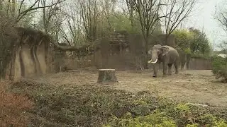 Saint Louis Zoo’s beloved elephant Raja celebrates 32nd birthday