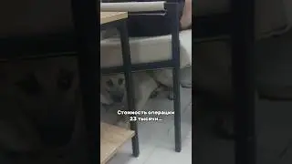 🆘 #helpanimals #rescuepuppy #sos #needhelp #щенок #помощьживотным #приют #собака #спасение #dog