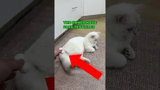 This Owner Made Fake Balls For His Cat😂 #cats #shorts #funny