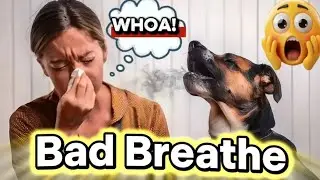 What Causes BAD BREATH in Dogs and Top 10 Dental Powders to Fix It?