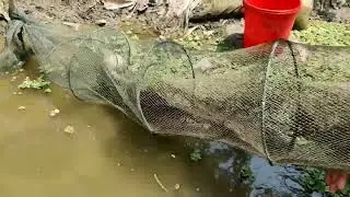 Unbelievable Fishing Technice!Net Fishing Trap By traditional boy। #fishing