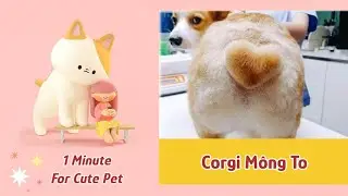 B&eacute; corgi đu&yacute;t bự si&ecirc;u quậy đ&aacute;ng y&ecirc;u #thichthu #mrlike