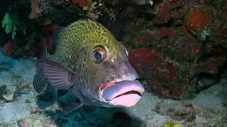 Money for diving