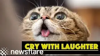 CATS WILL MAKE YOU CRY WITH LAUGHTER