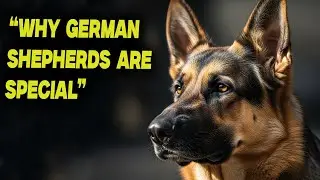 German Shepherd Dog | Intelligence, Loyalty & Power Explained