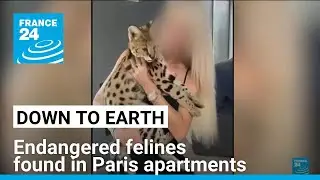 Global wildlife trafficking: Endangered felines found in Paris apartments &bull; FRANCE 24 English
