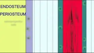 BONE TISSUE  PERIOSTEUM & ENDOSTEUM