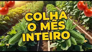 Plantio Progressivo – O Segredo para Colher o Mês Inteiro | Horta de Verão Sem Veneno