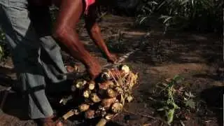transformando la yuca brava en alimento
