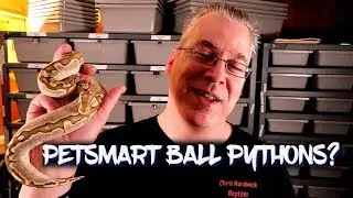 Should I buy a ball python at Petsmart?