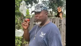 HOG PLUM TASTE TEST