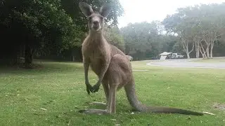 Kangaroo Growl || ViralHog