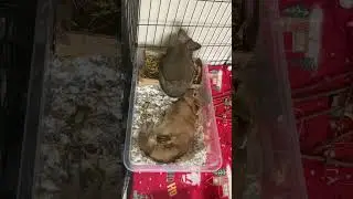Tripod rabbit, post amputation