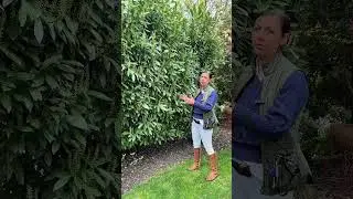 Using skip laurels as a privacy hedge in Larchmont New York #westchestercounty #landscapedesign
