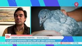 La gallina extremeña azul y otras razas autóctonas de nuestra tierra | A esta hora