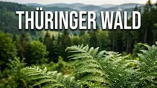 plant world Thuringian forest th&uuml;ringer wald germany Finsterbergen Pflanzenwelt Th&uuml;ringer Wald