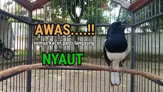 Suara burung Kacer ngeplong ini paling ampuh untuk pancingan Kacer agar emosi