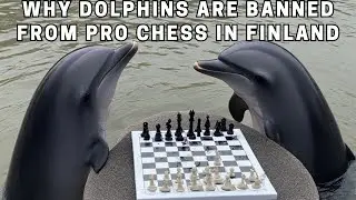 Why Dolphins Are Banned from Professional Chess in Finland