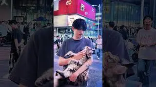 Kitten Street Challenge and Stranger Photo Kitten is so emotionally stable#Kittens heal th