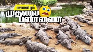 மாமல்லபுரம் முதலை பண்ணை சுற்றுலா  | Mahabalipuram Crocodile park | Crocodile Bank | Place to Visit