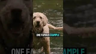 Animal Facts no. 19 Dogs Can Sense Earthquakes