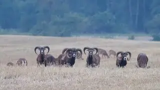 muflony śr&oacute;dziemnomorskie (Ovis aries musimon)
