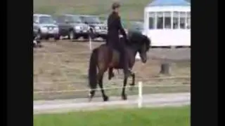 Fast Racking horse,tolt,speed pacing Icelandic horses,
