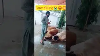 Beauty of Sanatan Dharm || Stop killing cows #cow #sanatandharma #hindu #india #god #love #hinduism