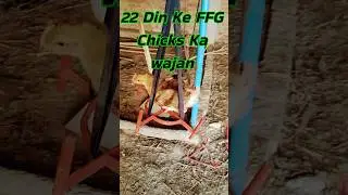 FFG Chicks ka wajan 22 din me kitna hota hai || #chicken #kuroiler #shotrs
