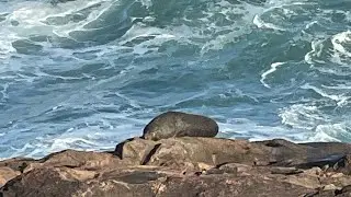 The Ultimate Chill: Seal Lazes Amidst Wild Seas - Woromi Country