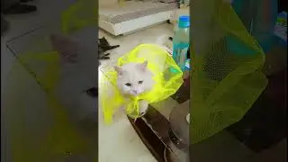 yellow colour#cat #catvideos #pets #kitten #funny #cutecat #ytshorts #viralvideo #youtubeshorts #pet