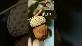 BELLOTA , #Shorts