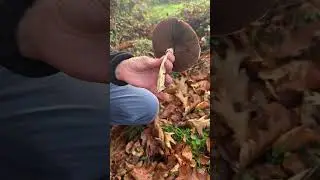 Другой распространённый ядовитый гриб &mdash; шампиньон. Гриб-инсайд! #WildFoodUK #foraginguk #foraging...