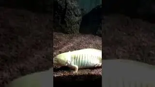 Larvae of Tiger salamander (Axolotl )😨😮