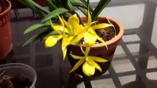 Blooms from my Rescued Orchids update!