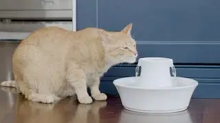 PetSafe&reg; Drinkwell&reg; Avalon Pet Fountain