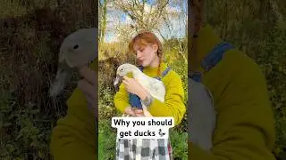 Почему вам стоит завести УТОК для своего сада 🦆 #садоводство #утки