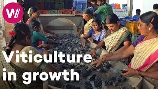 India - Wine becoming an important part of a society in change | Worldwide Wine Civilizations
