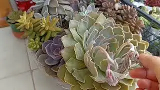 Yaprak sukulent/Sukulent ve kaktüslerim çiçek açtı 🤗/Yapraktan üretim