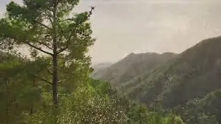 Pafos forest, Cyprus