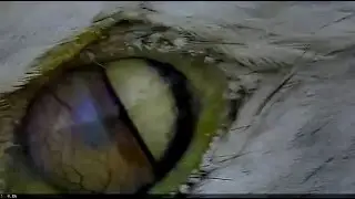 1 5 15 NEFL Eagles, Juliets Eye, Nictitating Membrane and Dilation