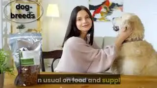 Emergency dog food: Safe foods for dogs to eat