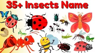 35+ Insects Name in English || कीड़े मकोड़े के नाम || Insect Name || Simple English Learning