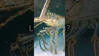 Are Lobsters Immortal? Here&rsquo;s the Truth 🦞🧬