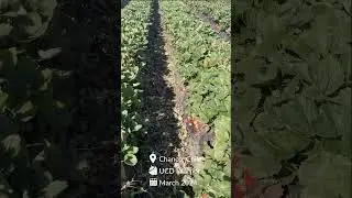 #shorts UCD Warrior - Chanco Chile March 2024  #strawberry #farming #agriculture
