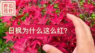 日本枫树为什么会这么红？Japanese maple - too red!
