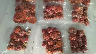 Мухоморы сушеные