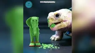TORTOISE EATS SQUID GAME STRAWBERRY AND TOYS 🍓 #ASMR #Satisfying