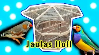 Como hacer jaula para diamante de gould, mandarin, etc...(aves pequeñas) octagonal. PAJAROS / AVES