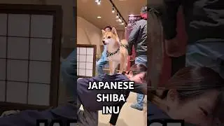 Japanese Shiba Inu&rsquo;s for a reason 👊🏻 #cutenessoverload